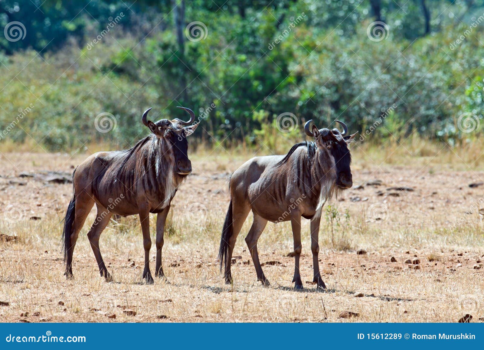 two wildebeests are in the savannah