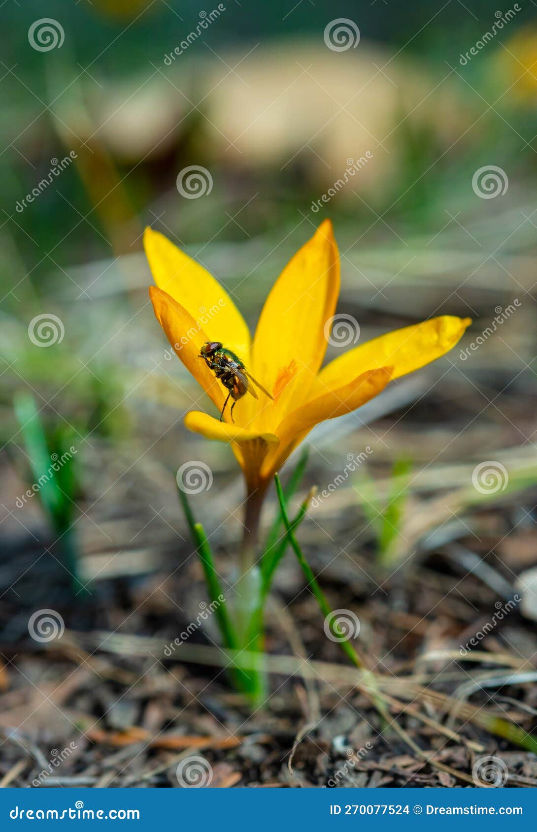 Twowinged Insect Green Blowfly, Sits on a Yellow Crocus Stock Photo Image of closeup, animal