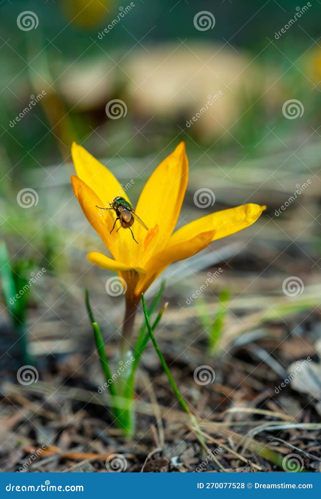 Twowinged Insect Green Blowfly, Sits on a Yellow Crocus Stock Photo Image of plant, closeup