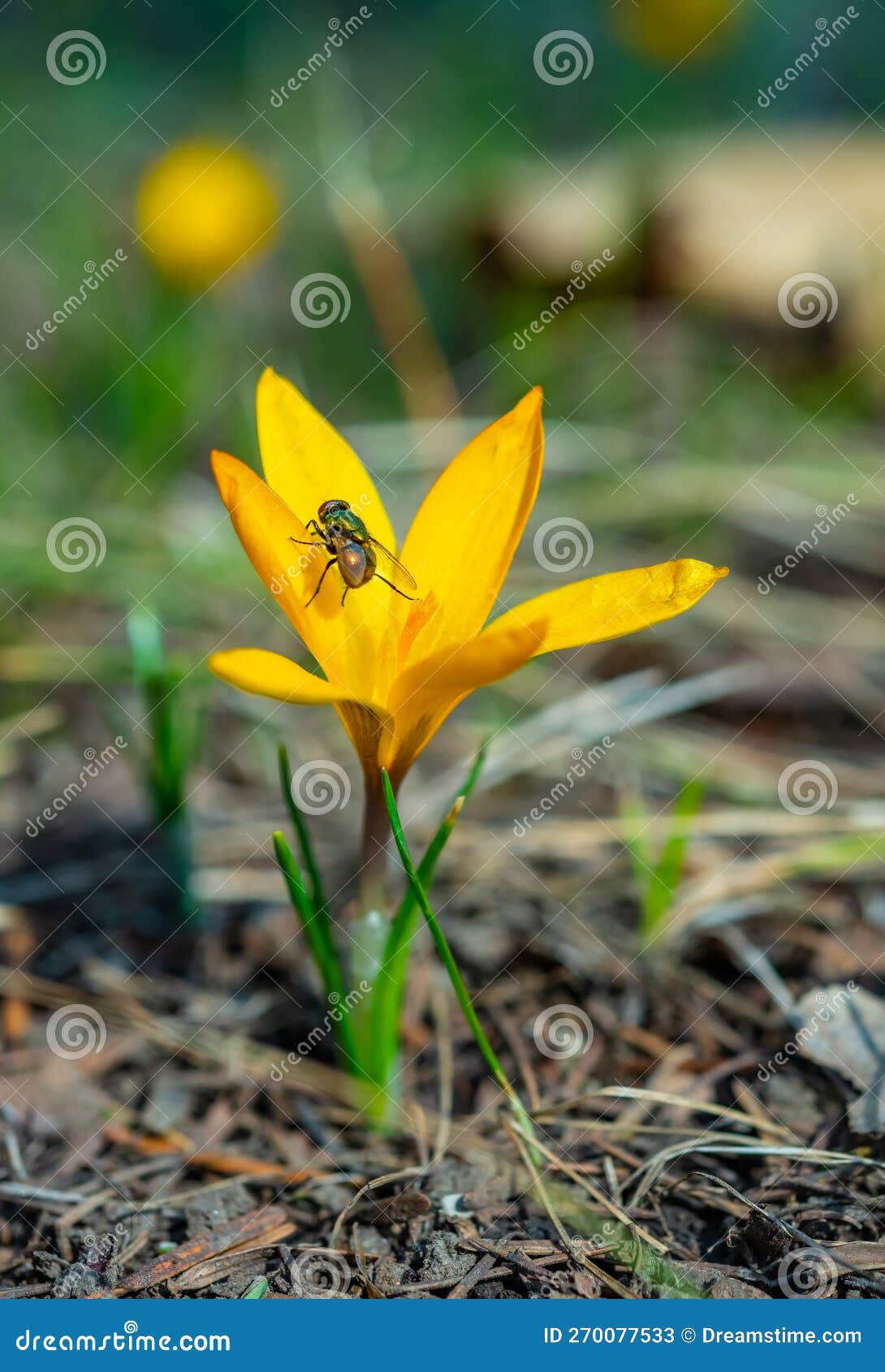 Twowinged Insect Green Blowfly, Sits on a Yellow Crocus Stock Image Image of closeup, disease