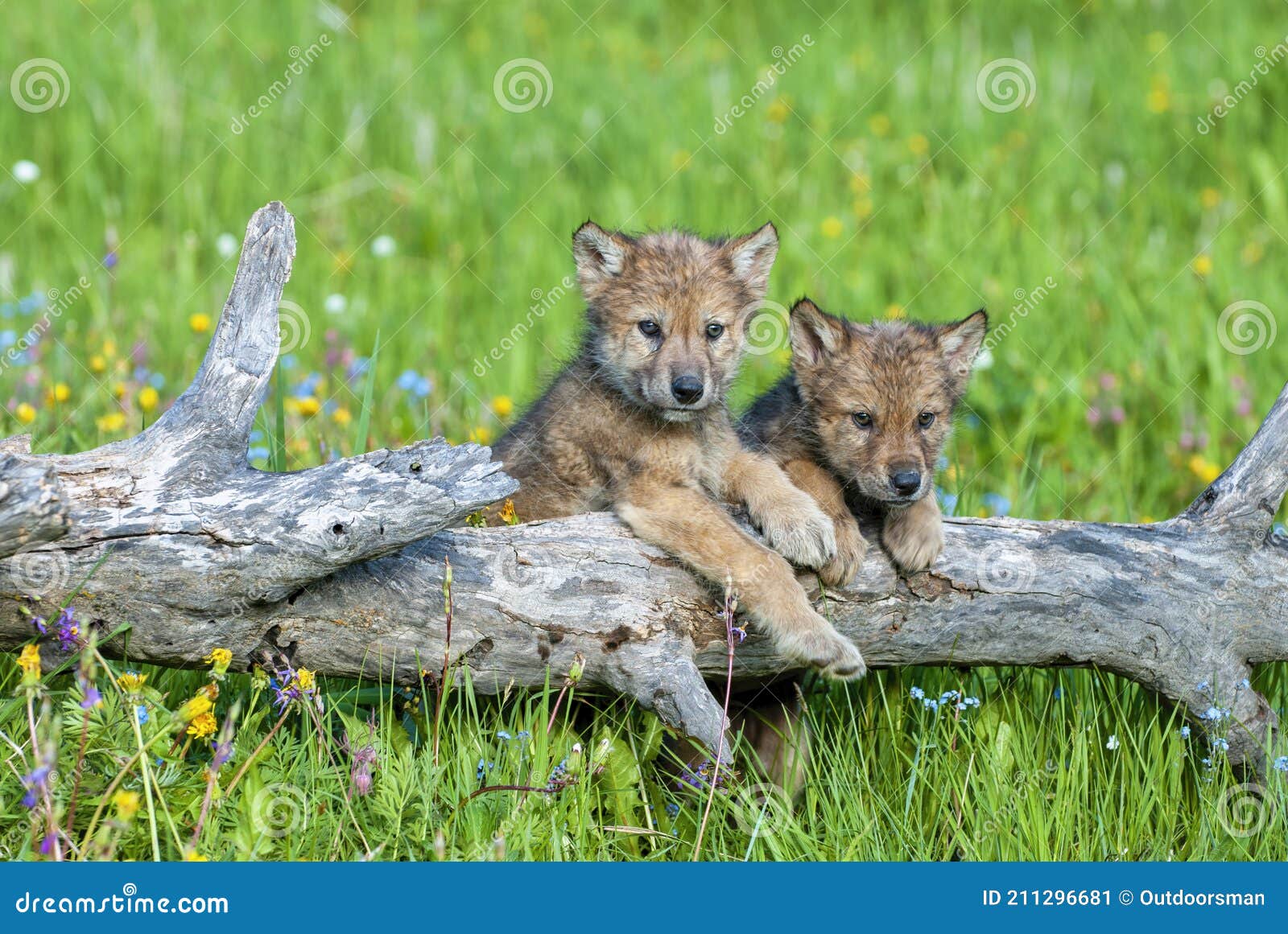 Two Wolf Cubs Playing on Log Stock Image Image of montana, animals