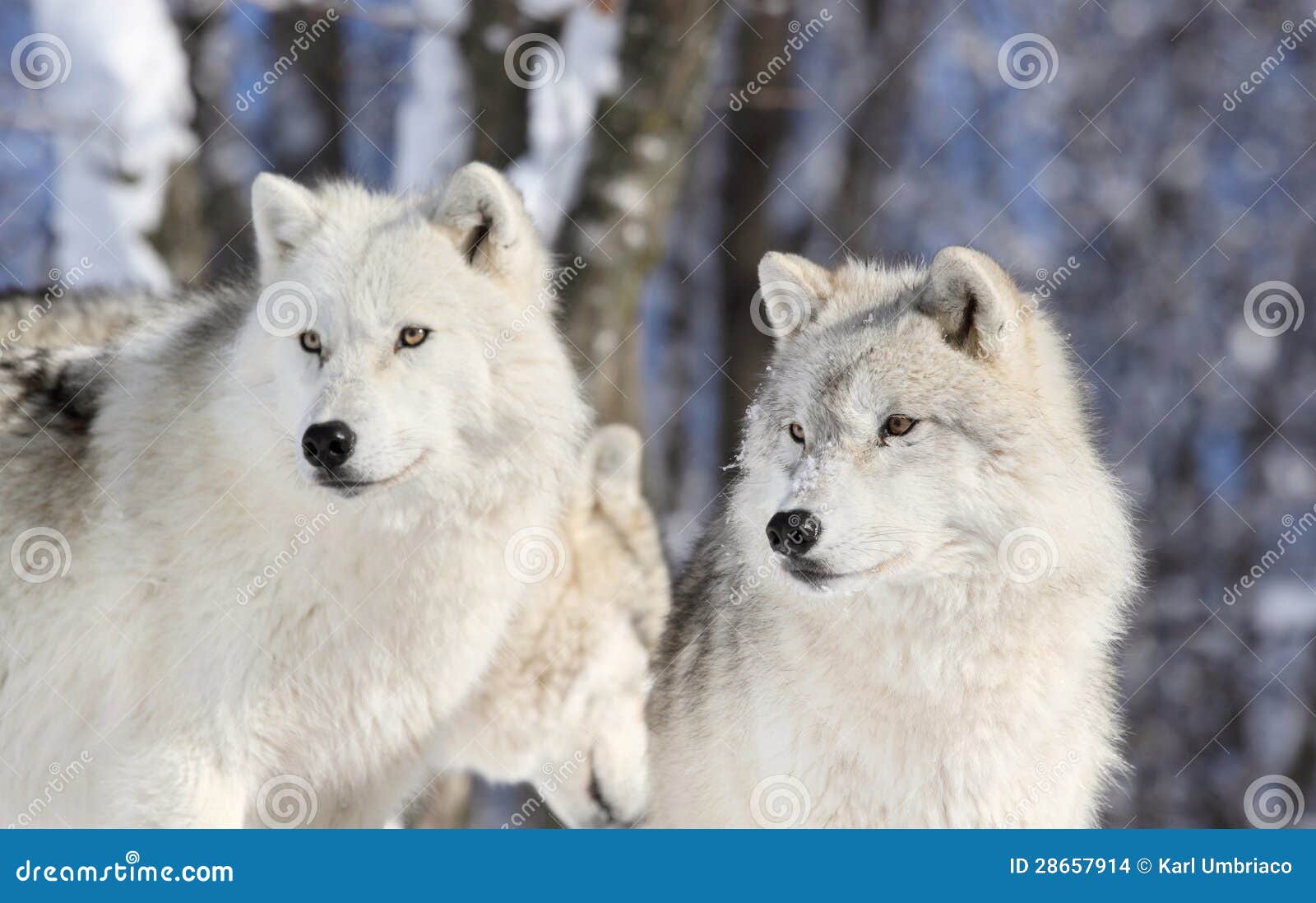 Two wolves in forest stock photo. Image of winter, wildlife - 28657914