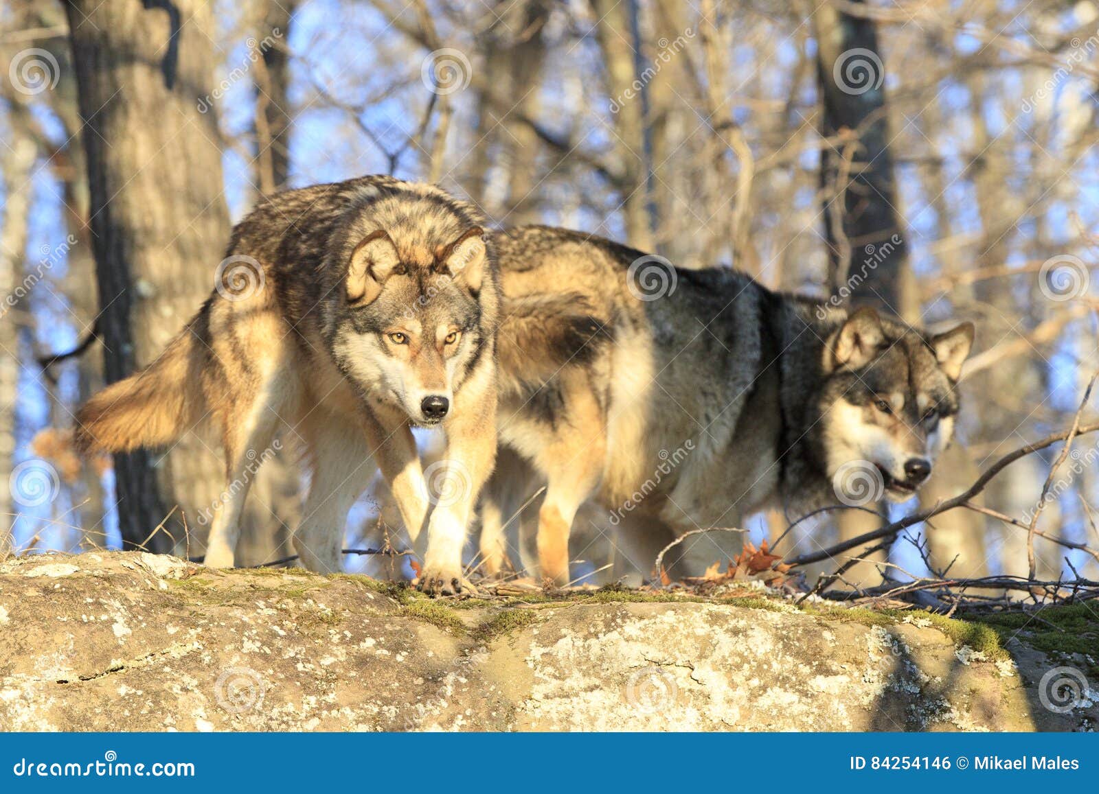 two wolves stalking towards kill