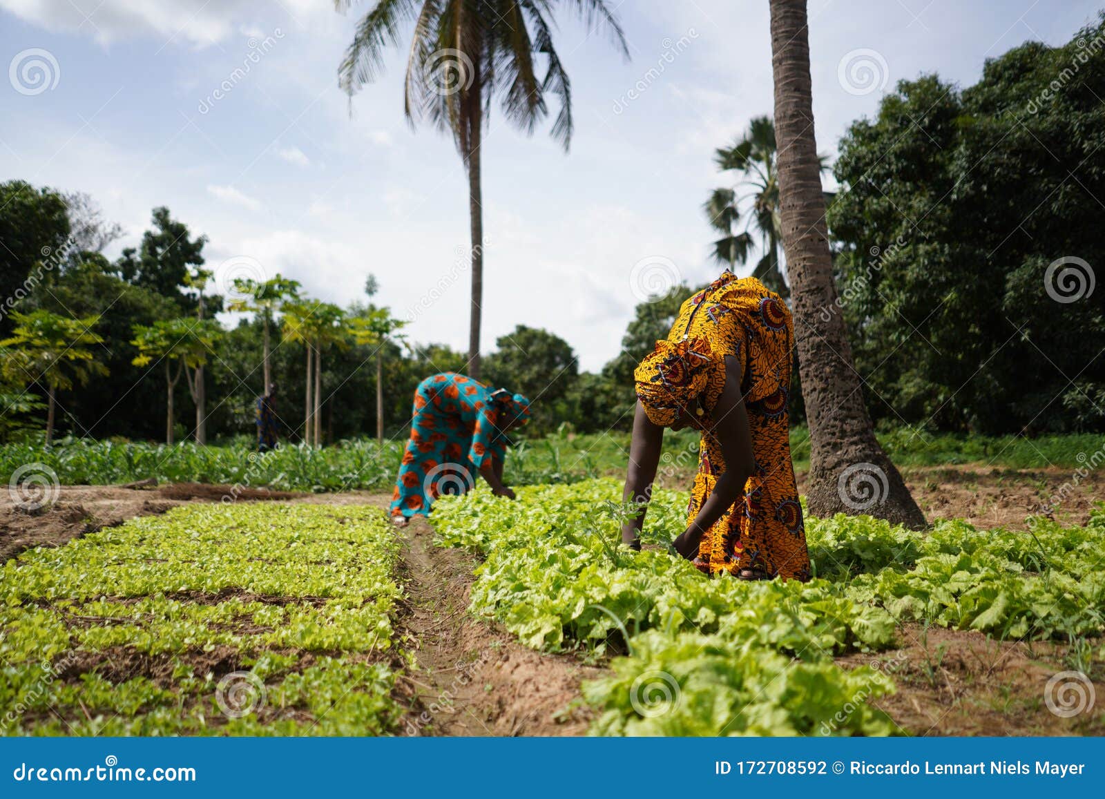 two women farmers weeding a salad garden in a west african rural community