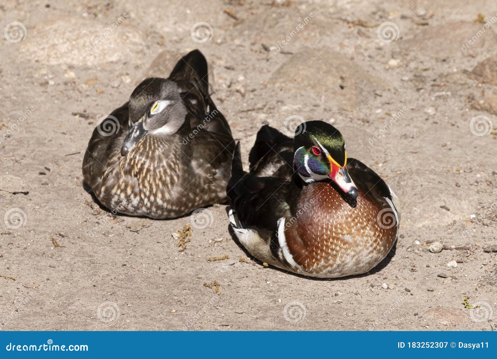 ducks 2 years in the oil sands ducks 2 years in the oil sands