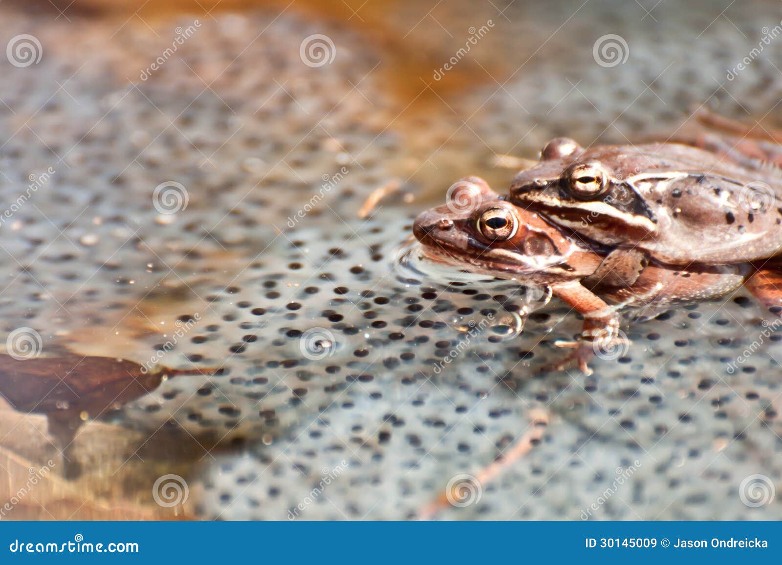 breeding wood frogs