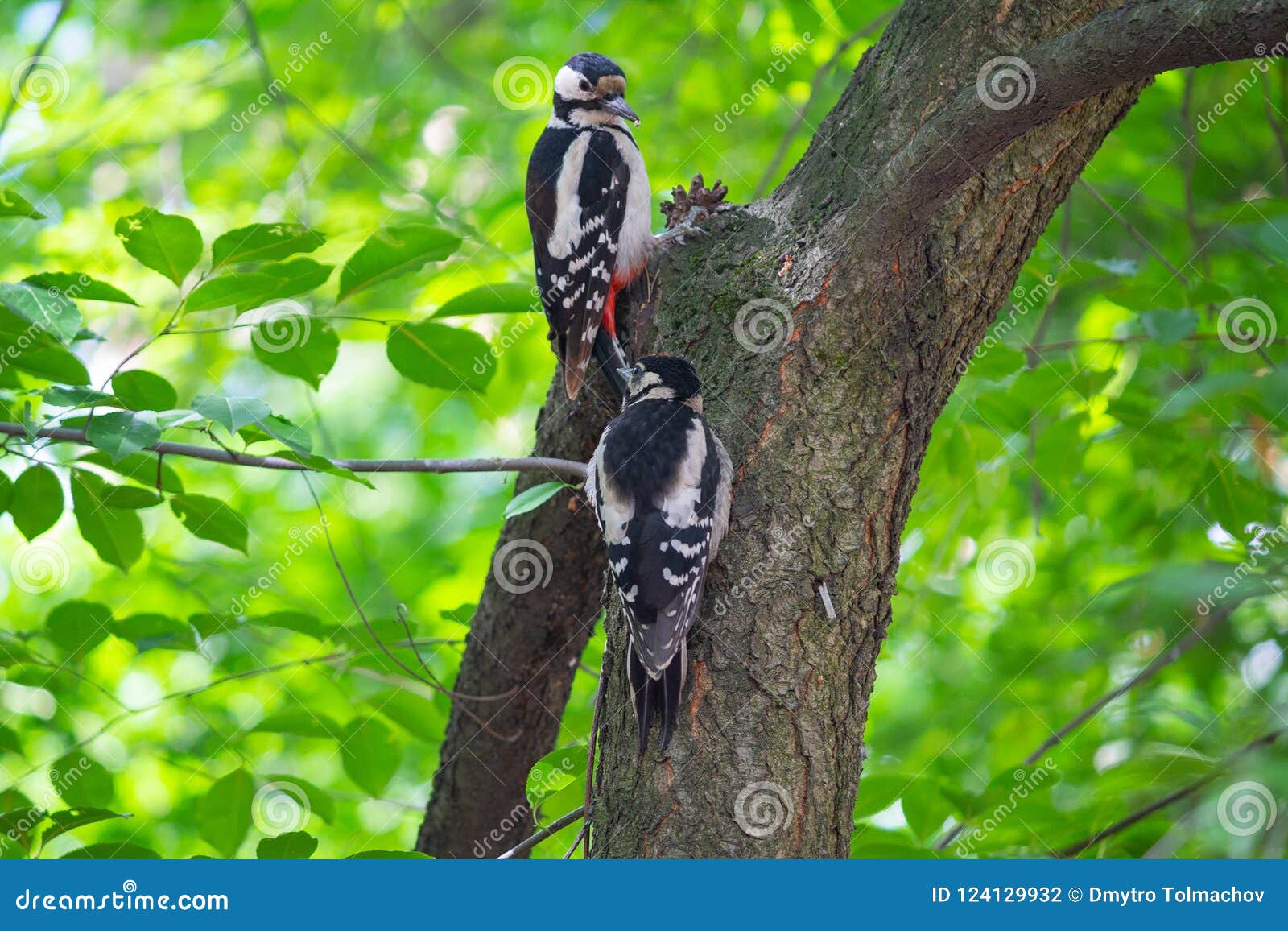Two Woodpeckers are Sitting on a Tree in the Park Stock Photo - Image