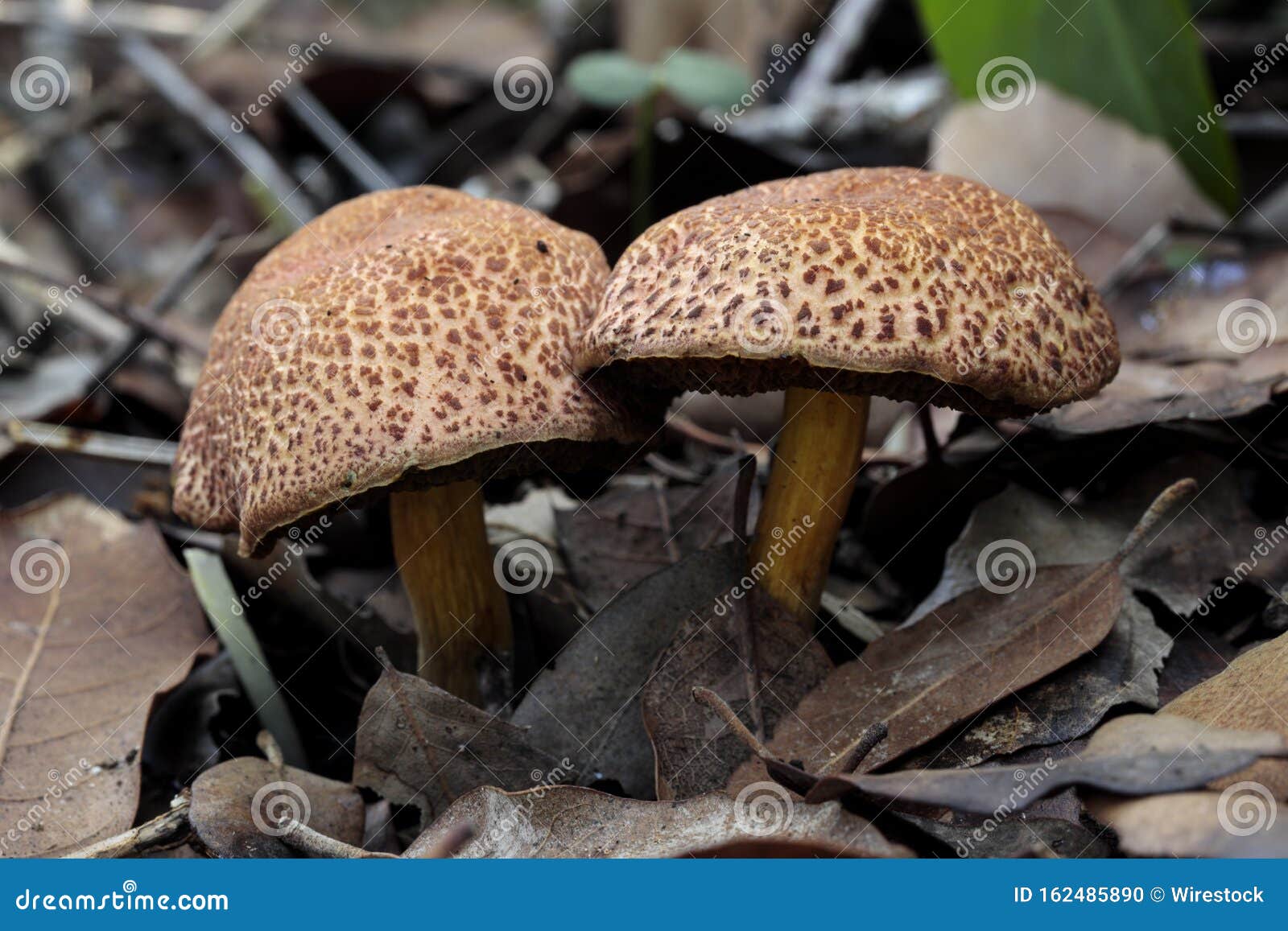 two xerocomellus chrysenteron red cracking bolete