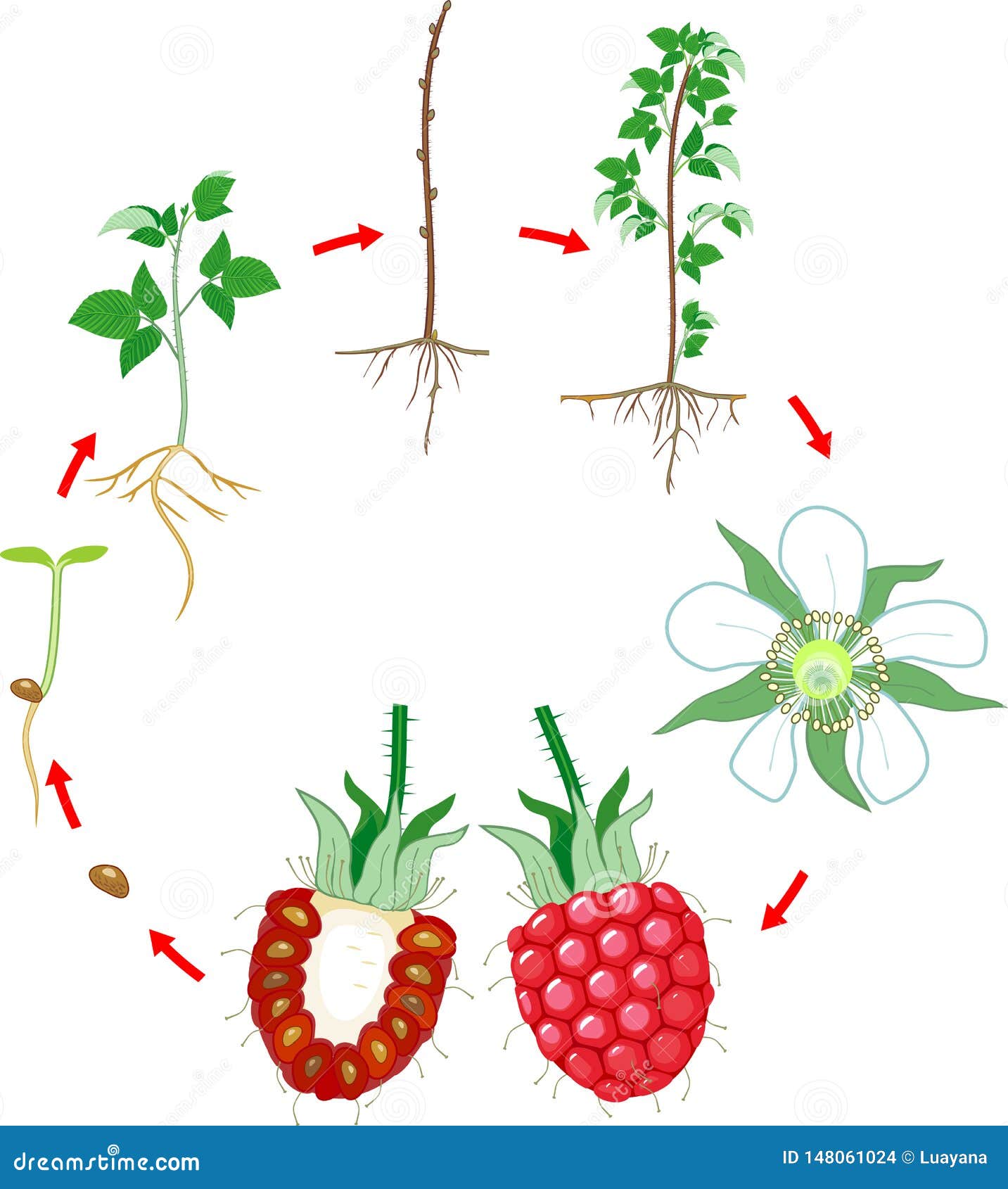 При делении жизненного цикла овощных растений. Этапы роста малины. Цикл роста малины. Этапы развития малины. Жизненный цикл малины обыкновенной.