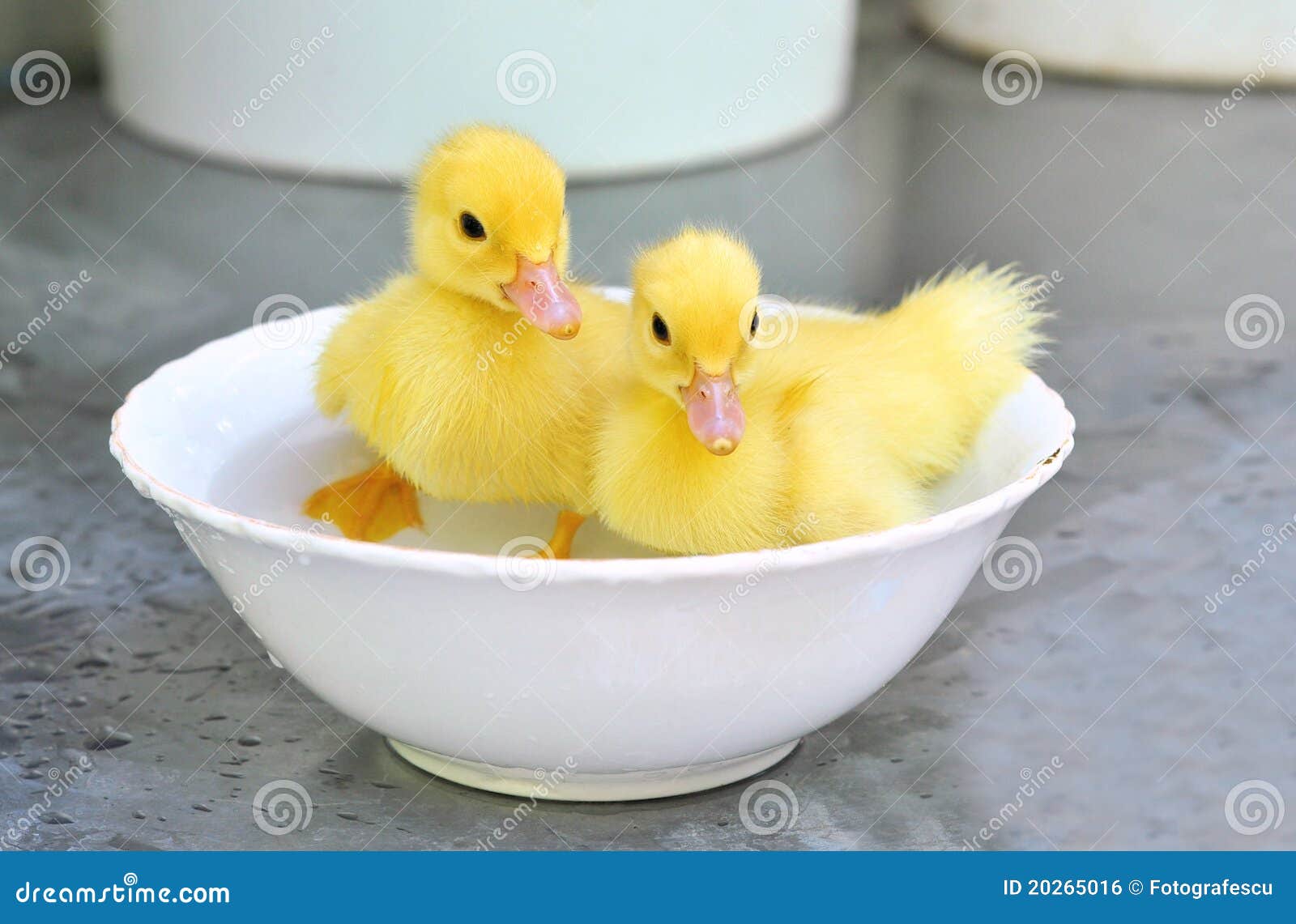 two yellow baby ducks in a bowl
