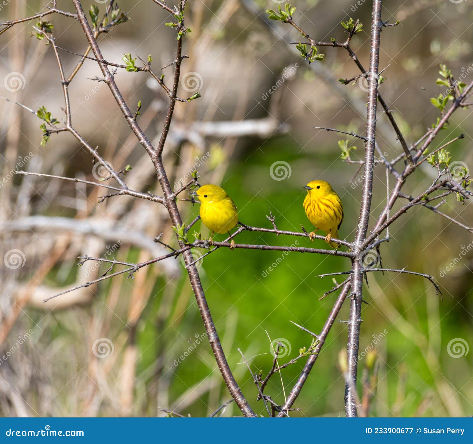 Two Yellow Birds on a Tree Branch Stock Image - Image of nature, animal