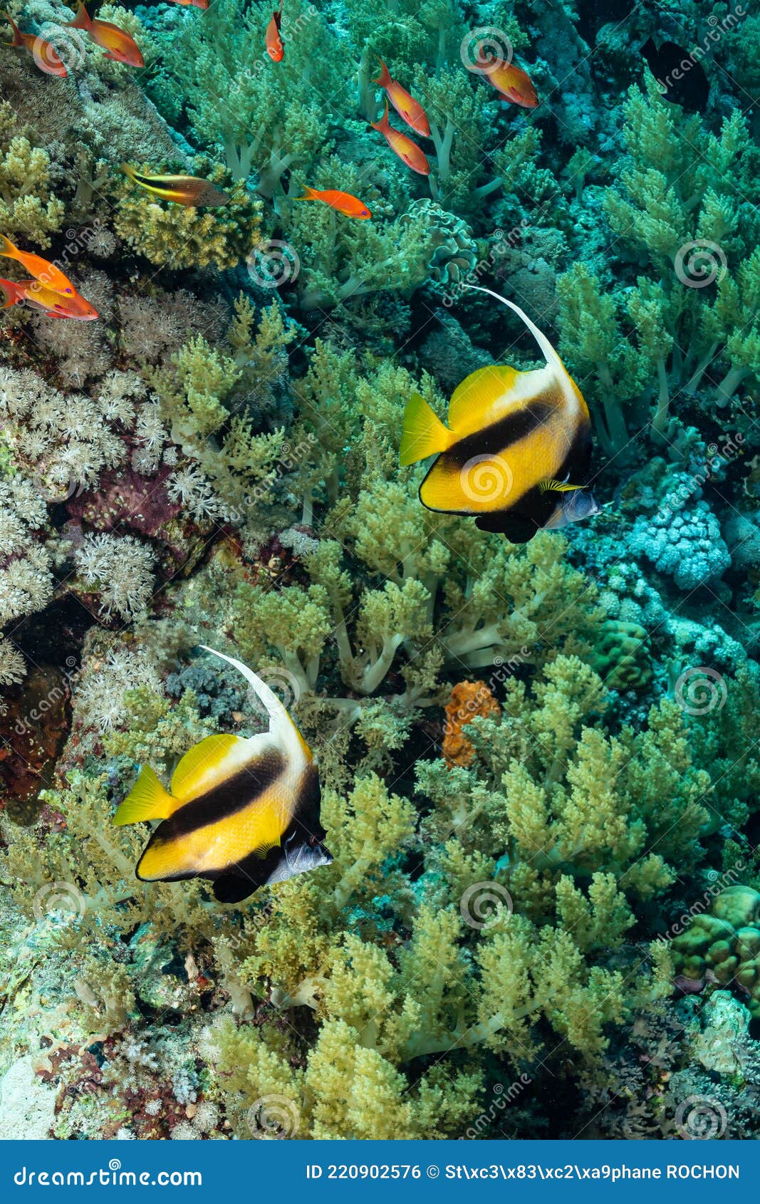 Two Yellow Black Longfin Bannerfish Fish Stock Photo Image of marine