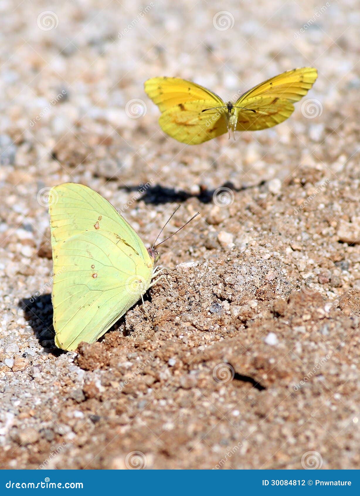 Two Yellow Butterflies in Mexico Stock Photo Image of outdoors