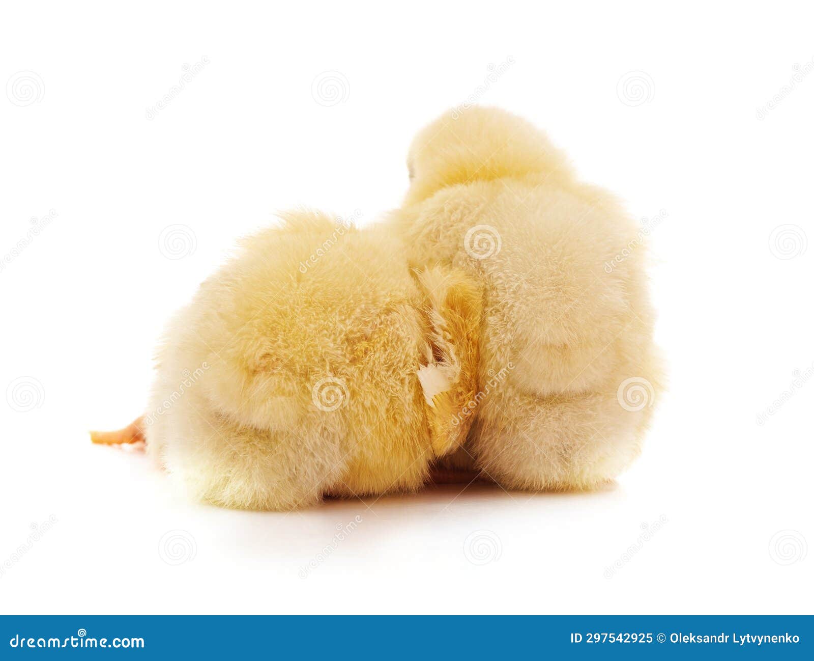 Two yellow chickens stock image. Image of cute, family 297542925