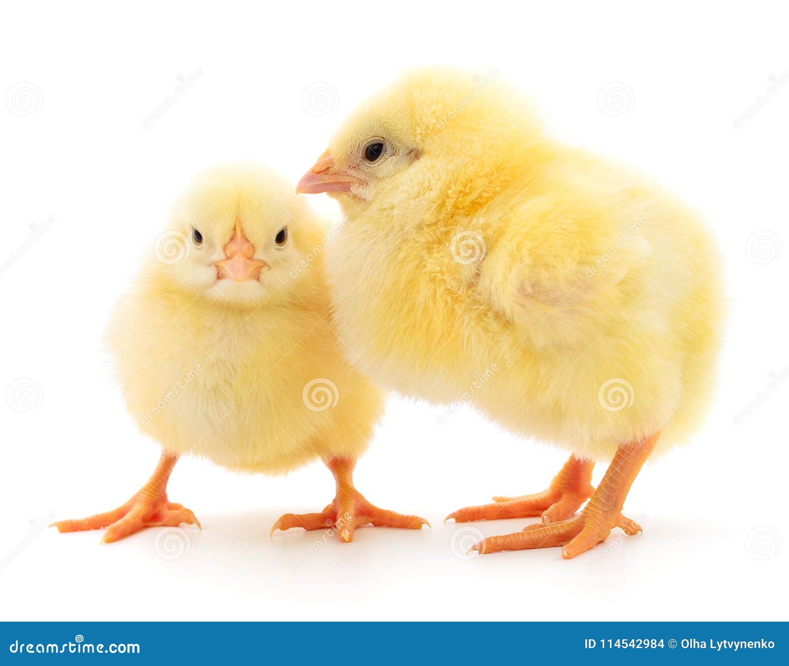 Two yellow chickens. stock photo. Image of isolated 114542984