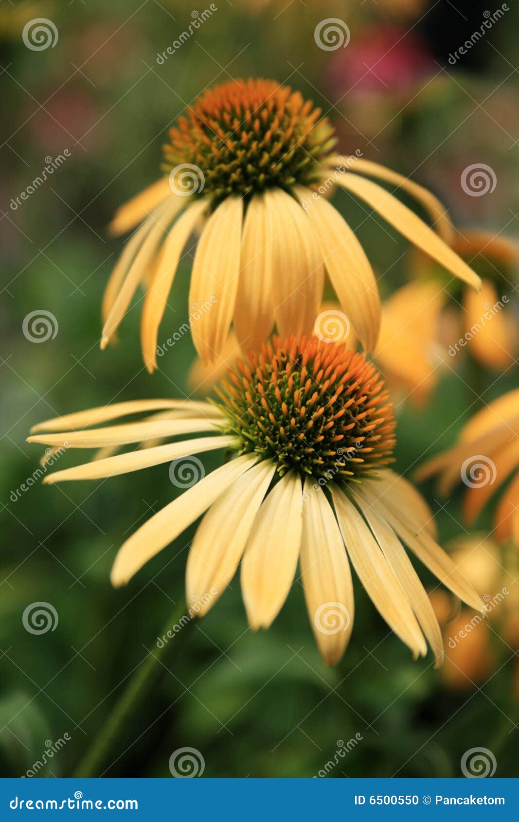 Two yellow coneflowers stock photo. Image of cone, pretty 6500550