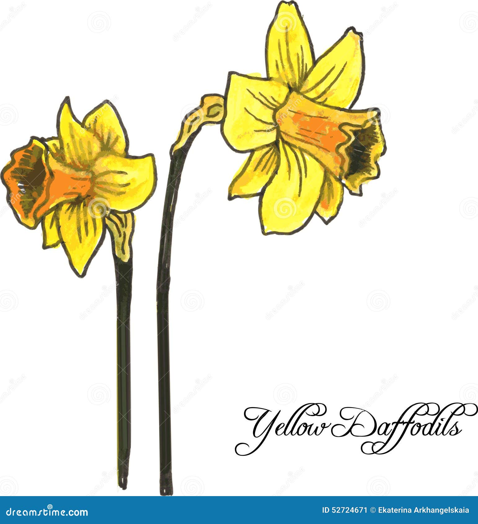 Two yellow daffodils stock vector. Illustration of nature - 52724671