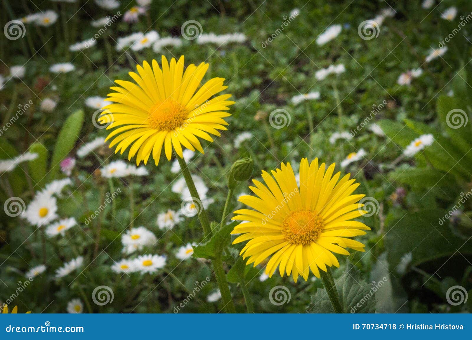 Two Yellow Daisy Flowers At Green Background With White Daisies Stock