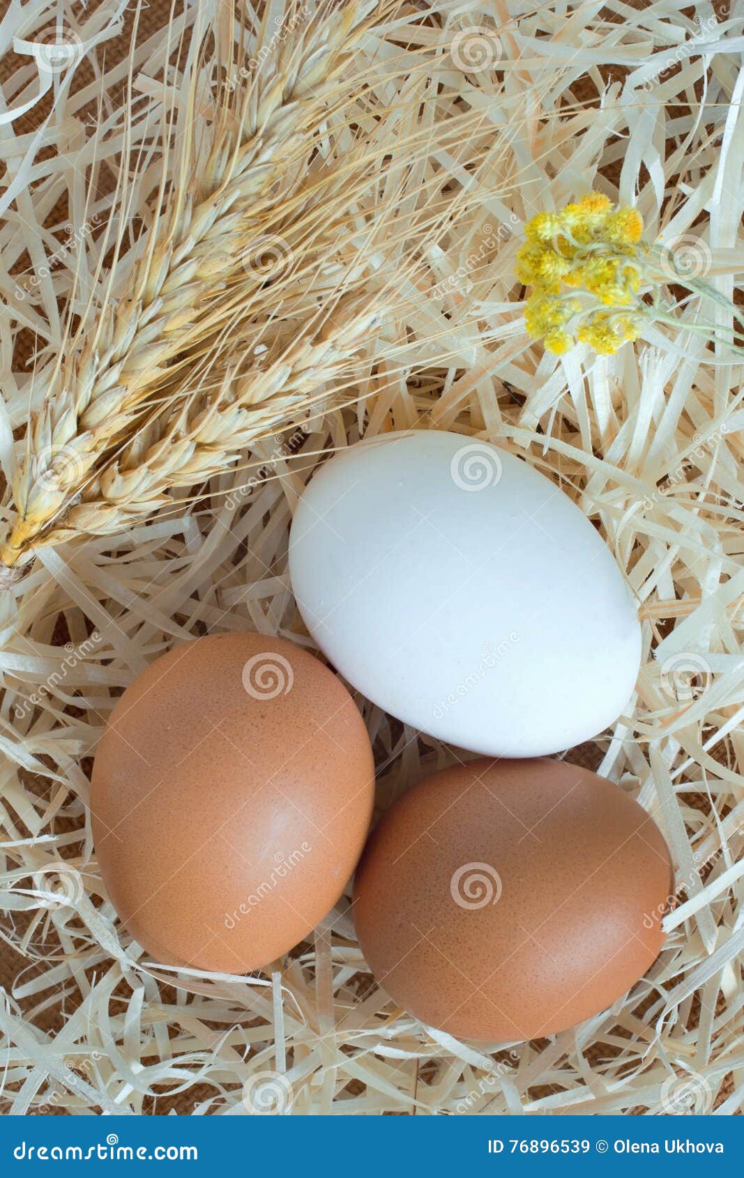 Two Yellow Eggs and One White Egg, Wheat and Yellow Flowers Stock Image