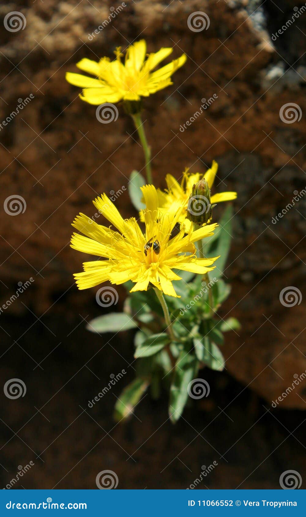 Two yellow flowers stock photo. Image of flower, bright 11066552