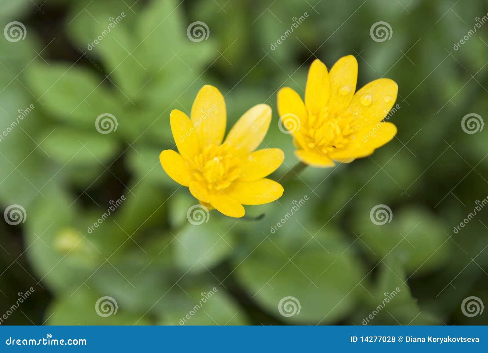 Two yellow flowers stock photo. Image of pair, grass 14277028