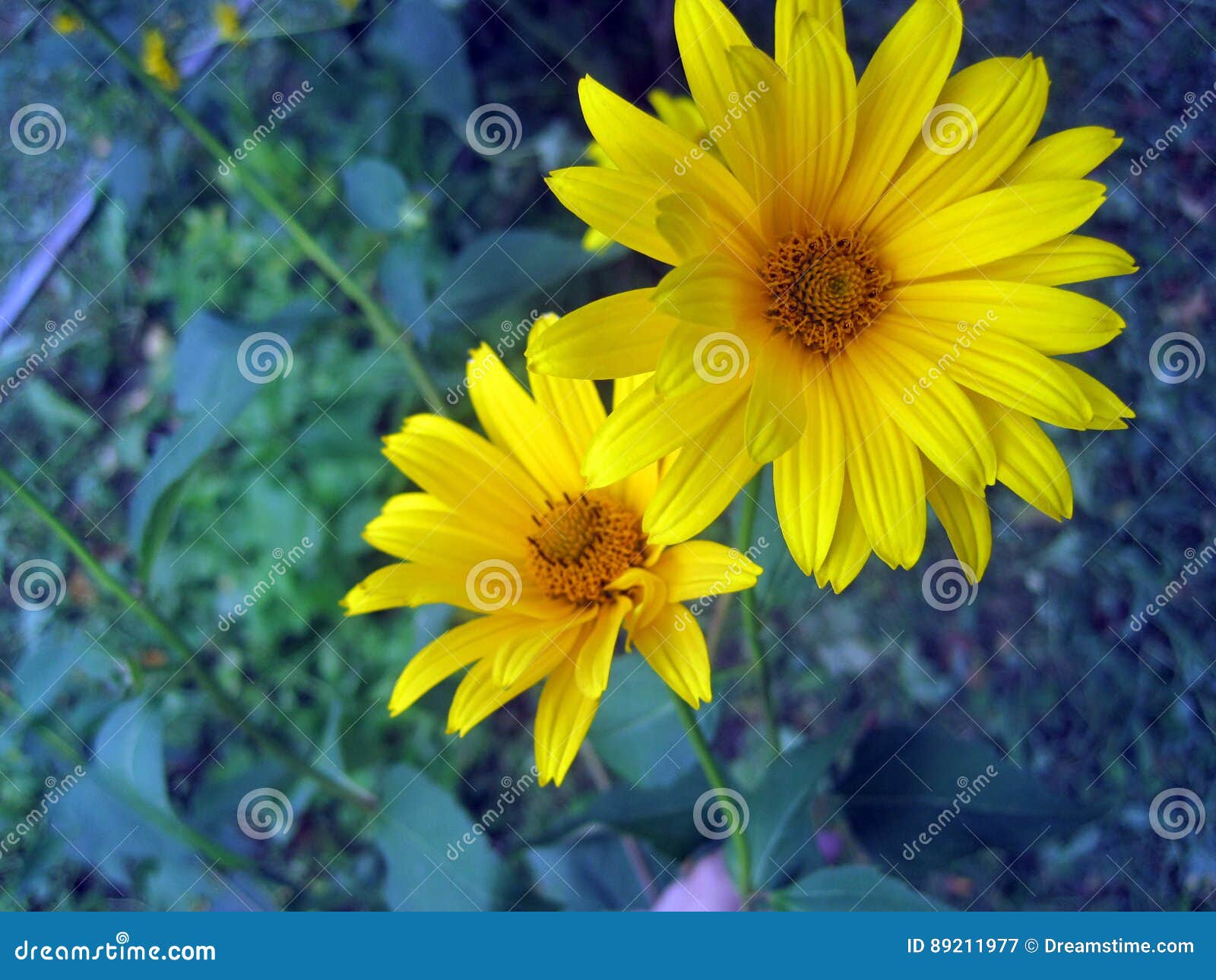 Two yellow flowers stock image. Image of petal, flowers 89211977
