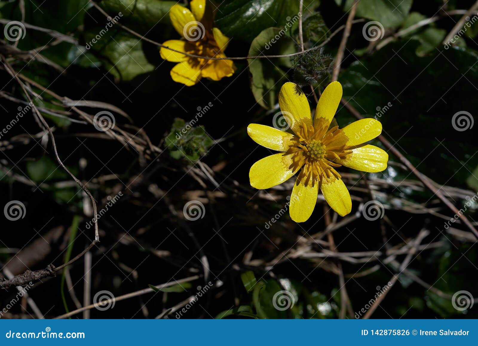 Two yellow flowers stock photo. Image of detail, blossom 142875826