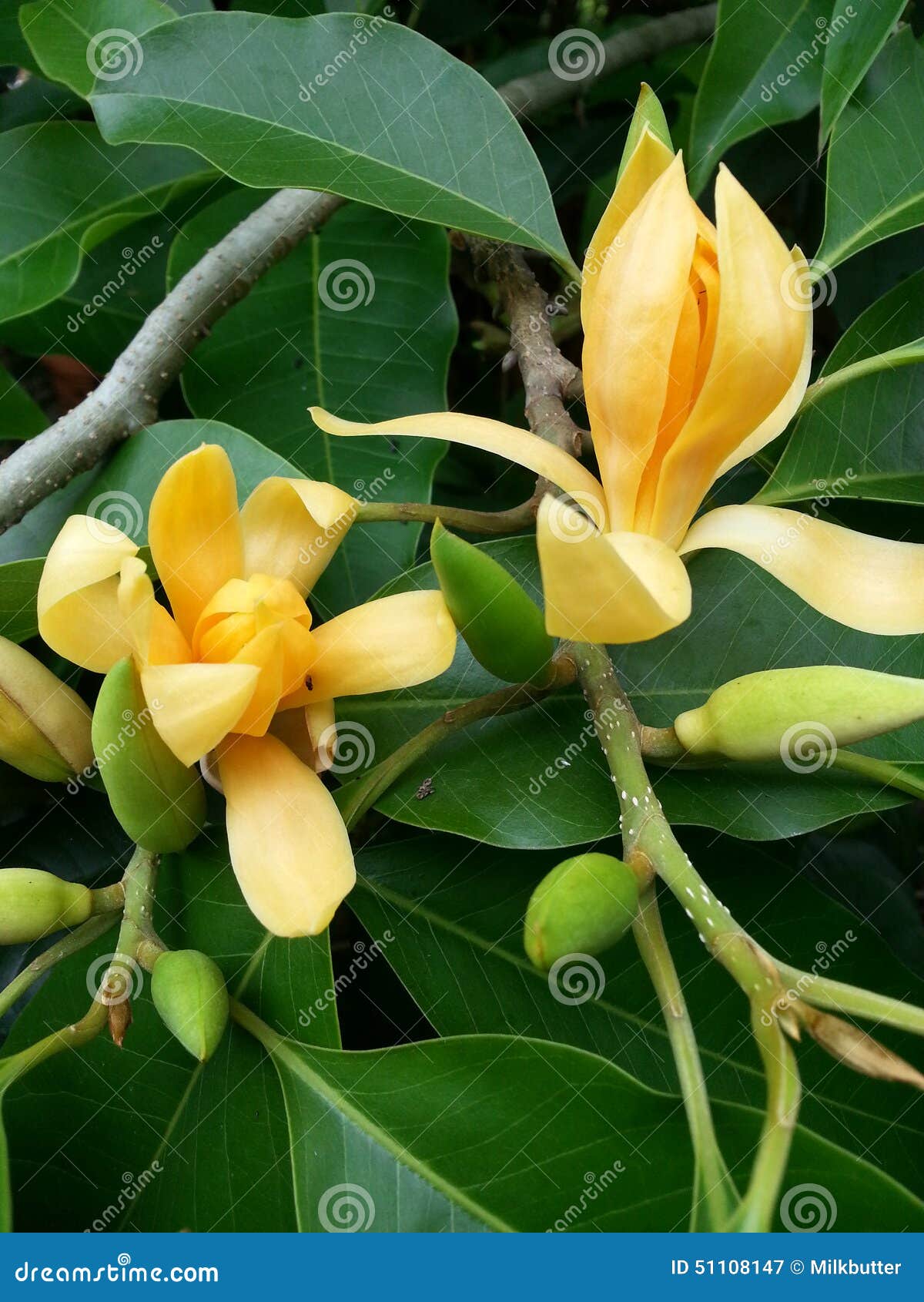 Two yellow flowers stock image. Image of herbs, flowers 51108147