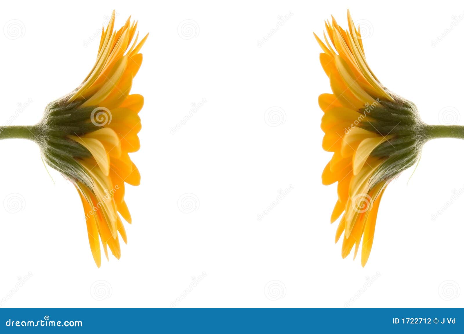 Two Yellow Flowers Together Stock Photo Image of close, feel 1722712