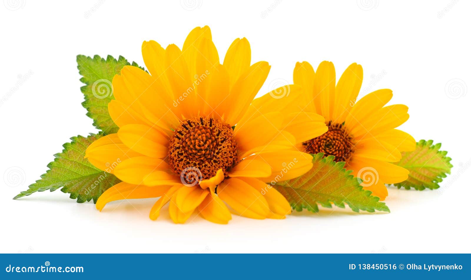Two yellow flowers stock photo. Image of beauty, petal 138450516