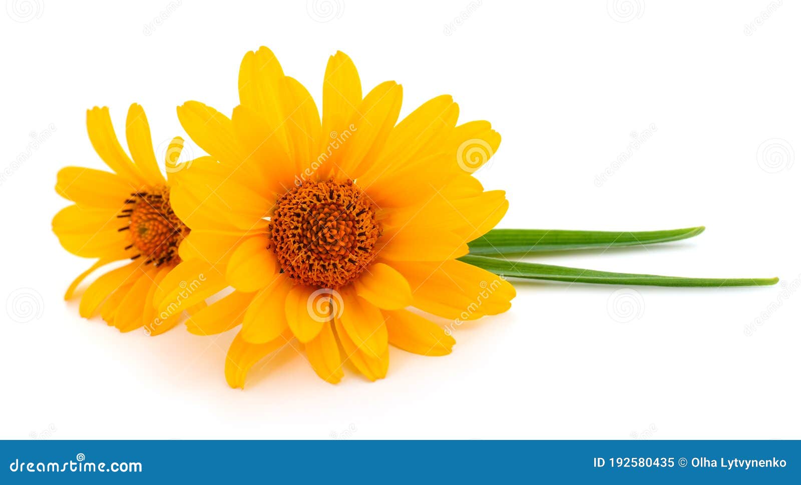 Two yellow flowers stock image. Image of nature, orange 192580435
