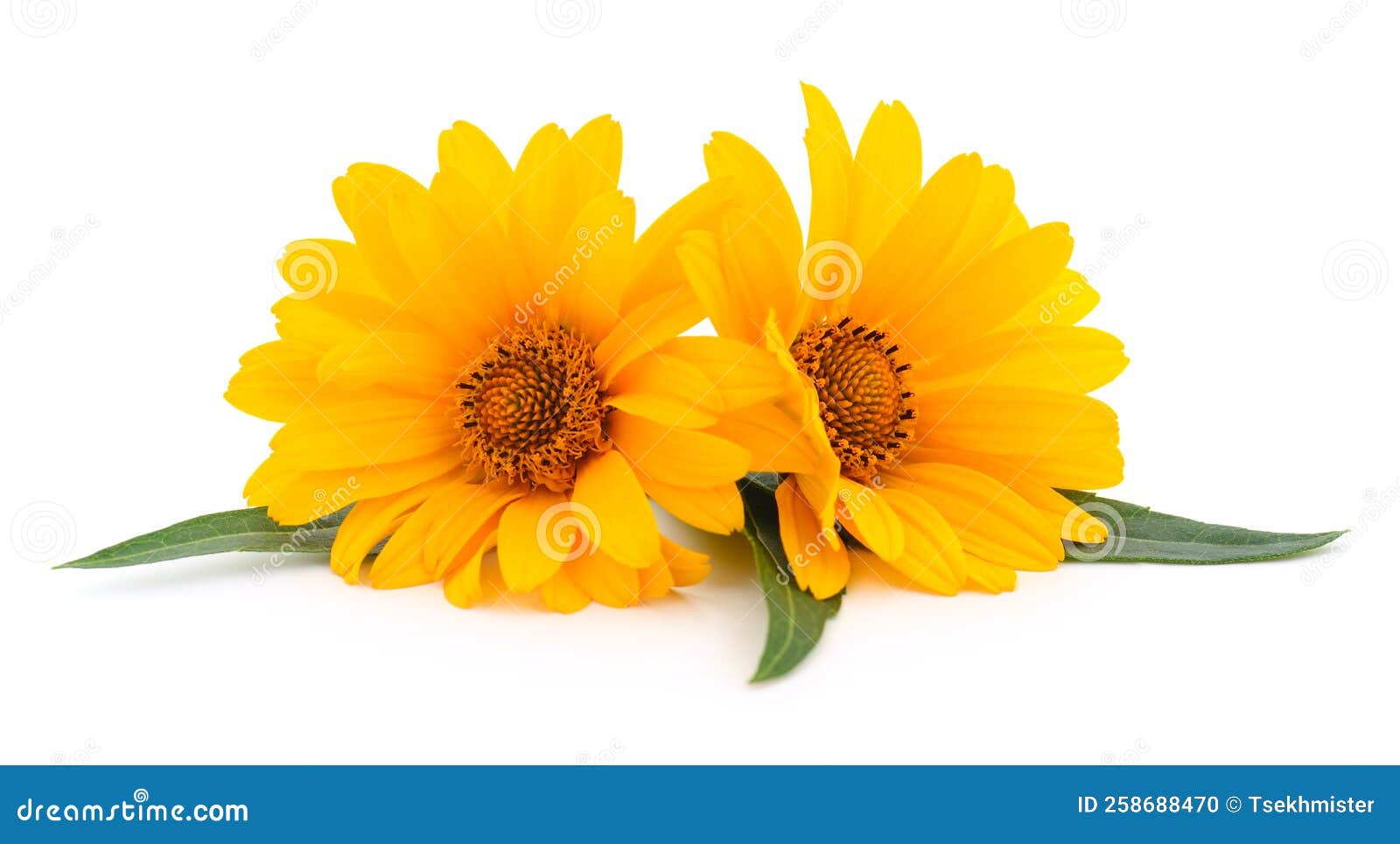 Two Yellow Flowers Stock Photo Image Of Beautiful Studio 258688470 Two Yellow Flowers Stock Photo Image Of Beautiful Studio 258688470