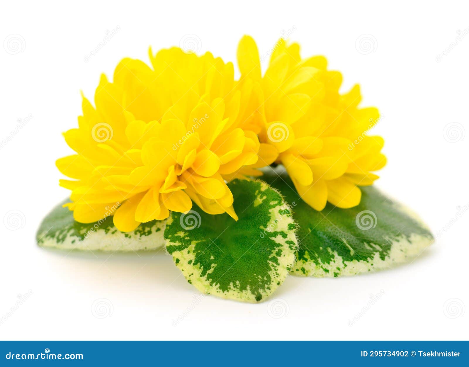 Two Yellow Flowers Stock Photo Image Of Blossom Orange 295734902 Two Yellow Flowers Stock Photo Image Of Blossom Orange 295734902