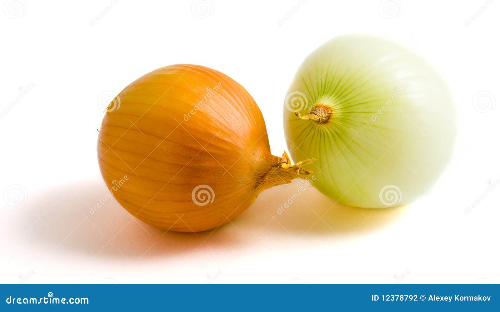Two yellow onion bulbs stock photo. Image of natural 12378792