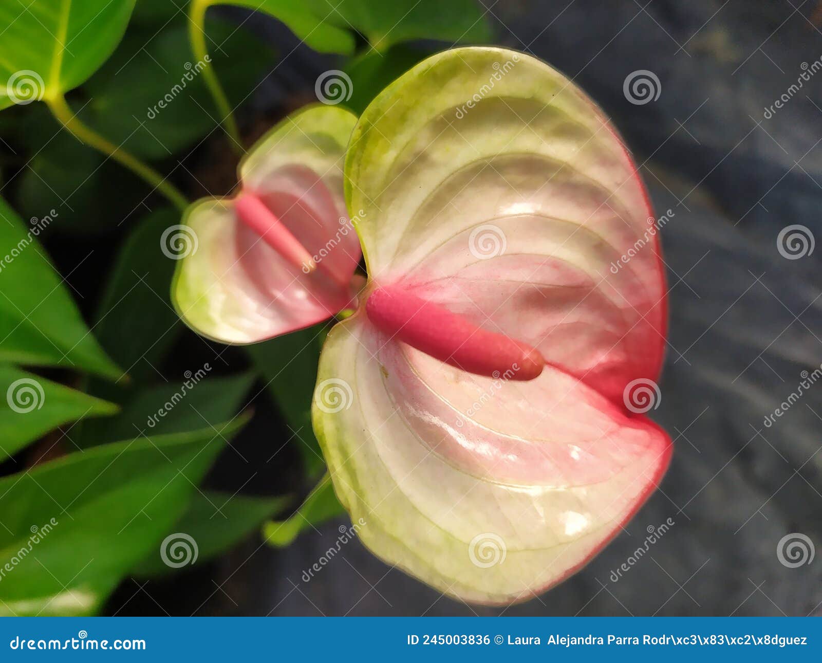 two yellow and pink anthurium flowers in the middle of leaves. dos flores anturianas amarillas y rosadas en el medio de hojas