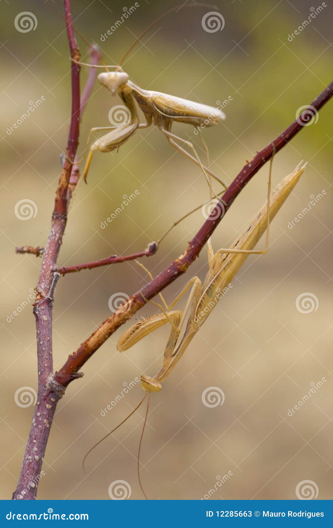 Two yellow praying mantis stock image. Image of insect 12285663