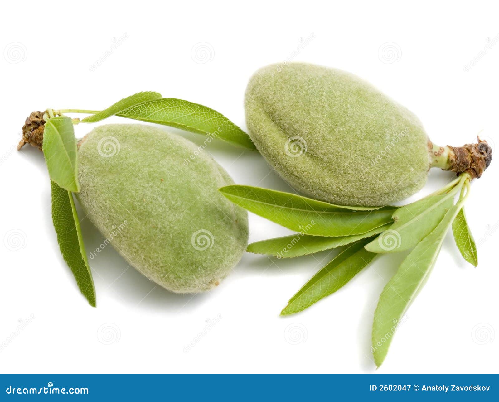 Two young almonds stock image. Image of close, closeup 2602047
