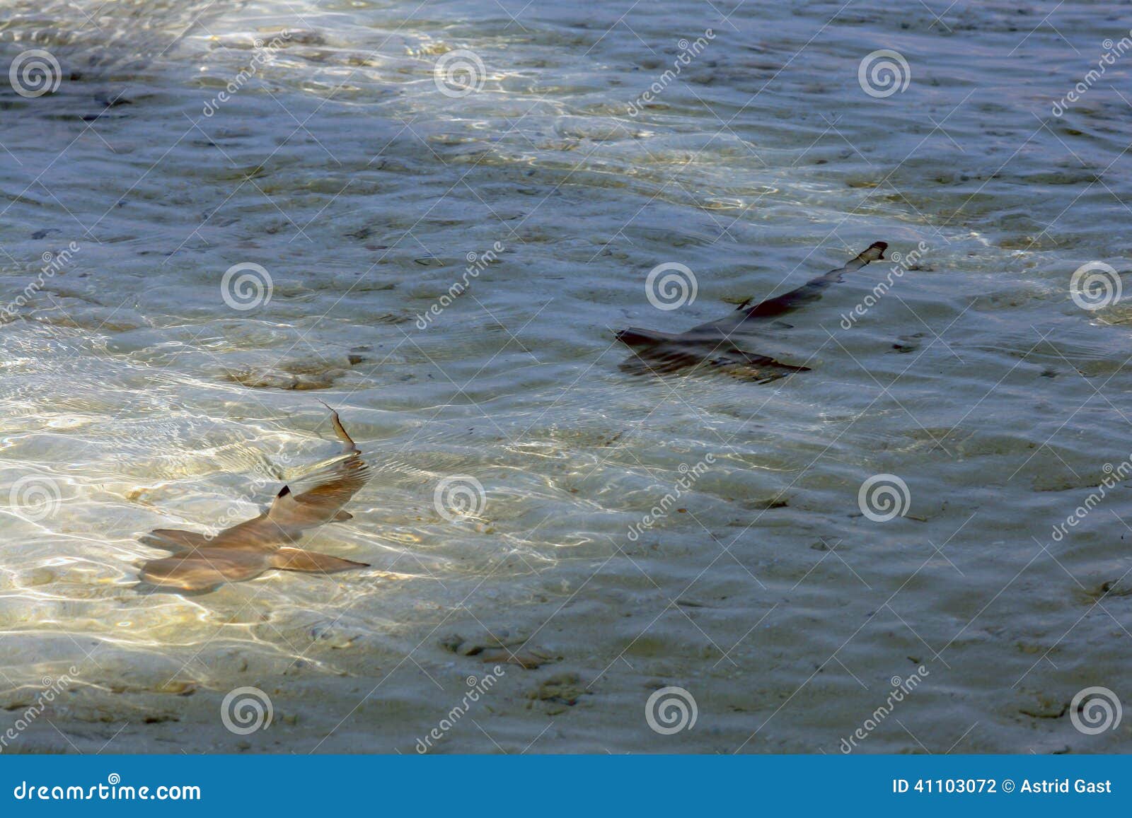 Two Young Black Point Reef Sharks Stock Photo Image Of C