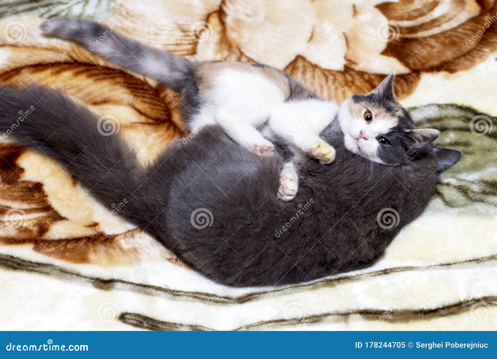 Two Young Cats Playing on the Blanket Stock Image Image of grey