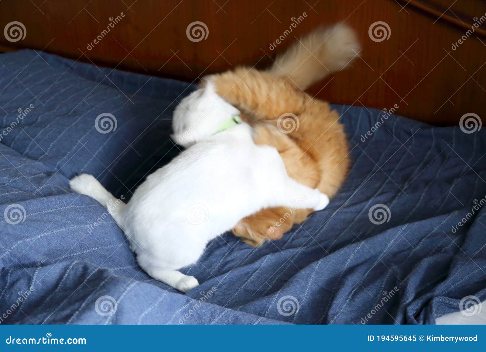 Fighting Cats stock image. Image of motion, looking 194595645