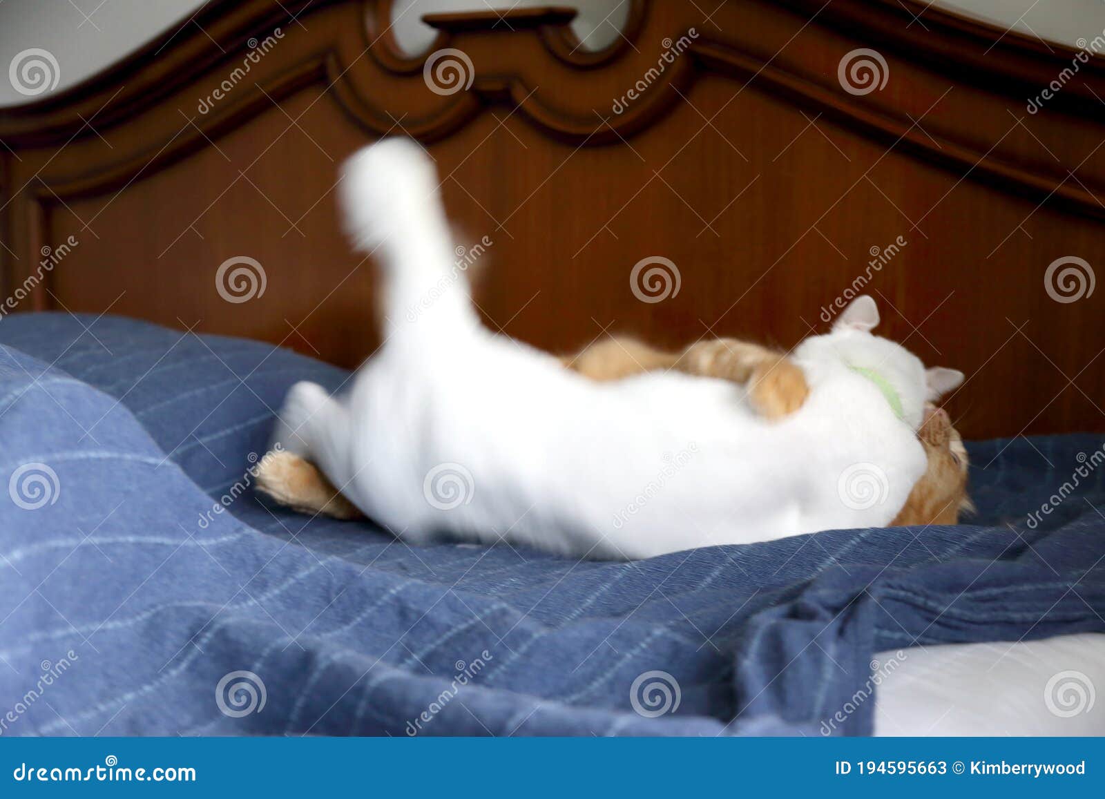 Fighting Cats stock image. Image of looking, confrontation 194595663