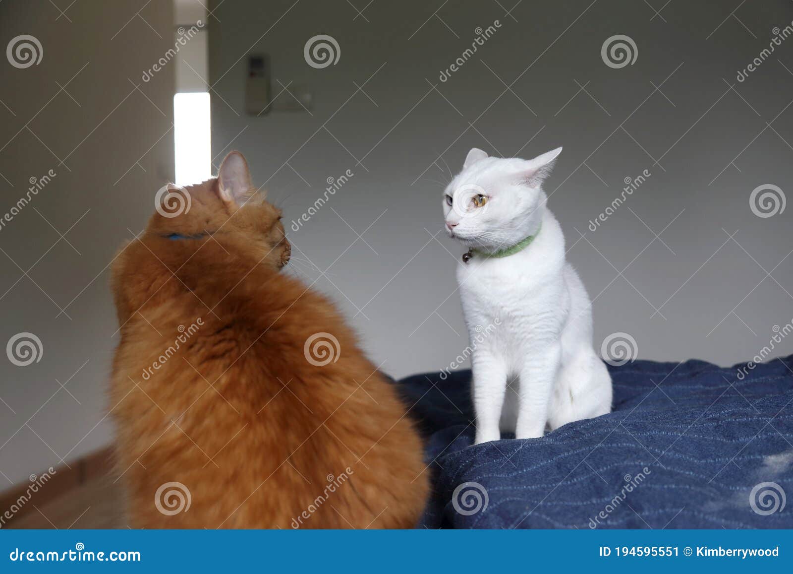 Two Cats stock image. Image of maine, cute, living, mammal 194595551