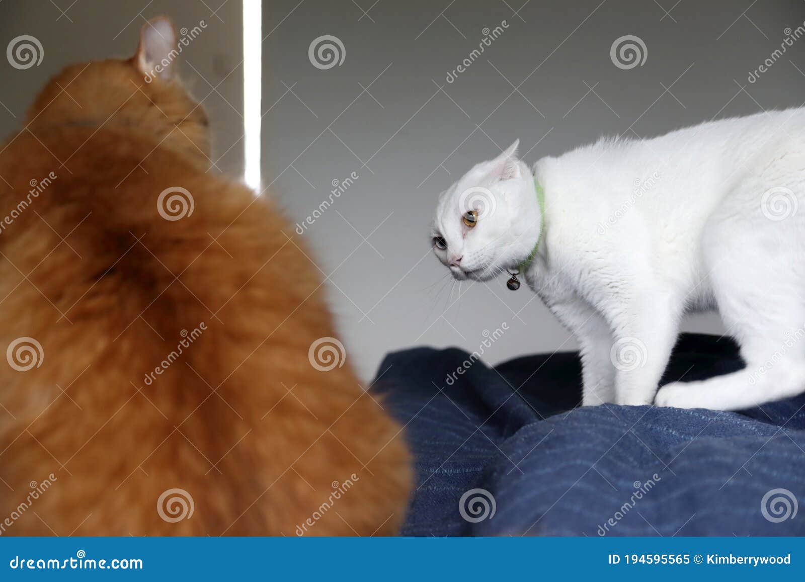 Two Cats stock image. Image of attack, looking, friendship 194595565