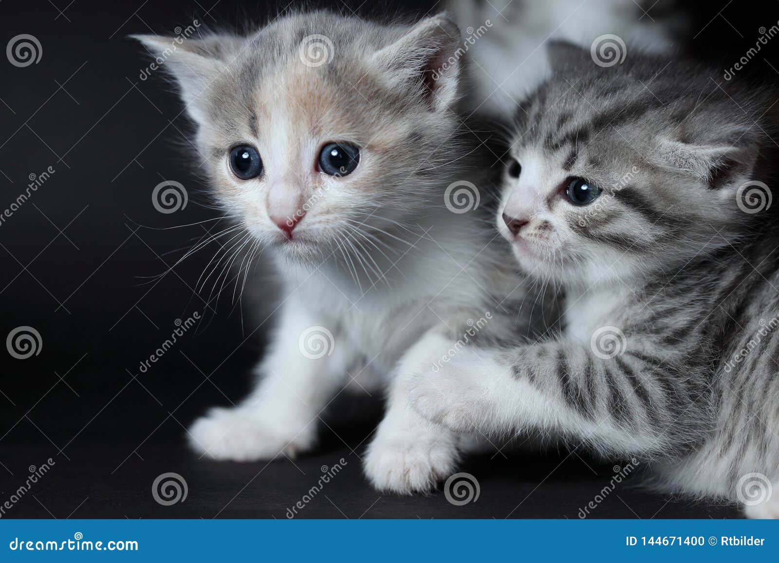 Two young cats are playing stock photo. Image of happy 144671400