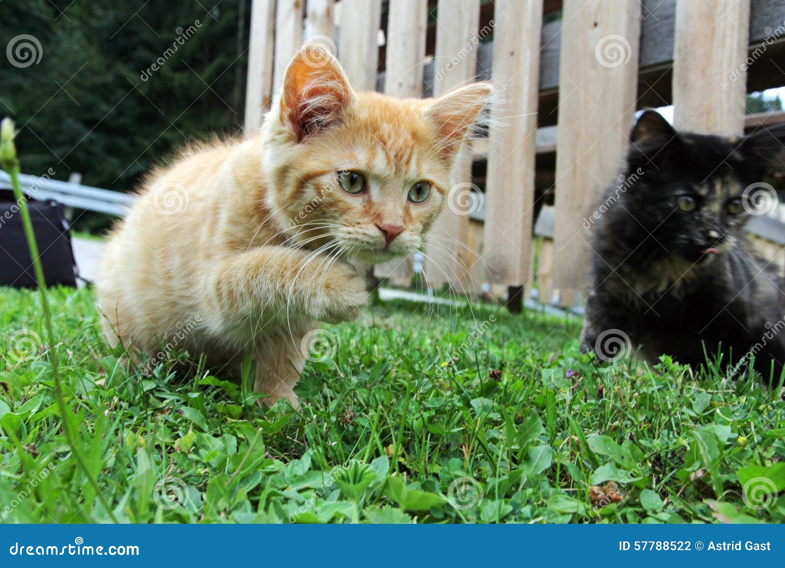 Two young cats stock photo. Image of lurk, lurking, kitten 57788522