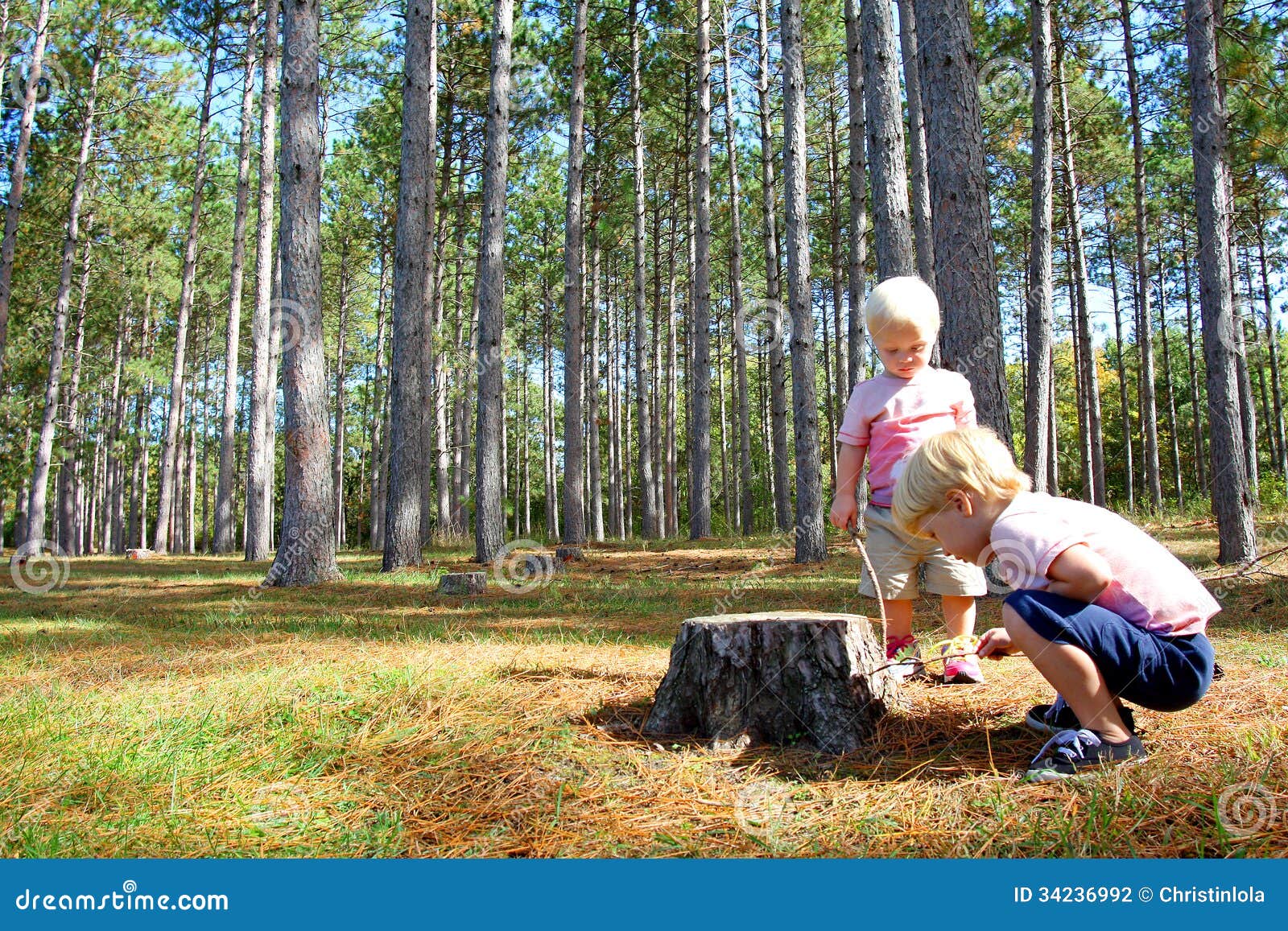 two young children exploring in pine tree forest