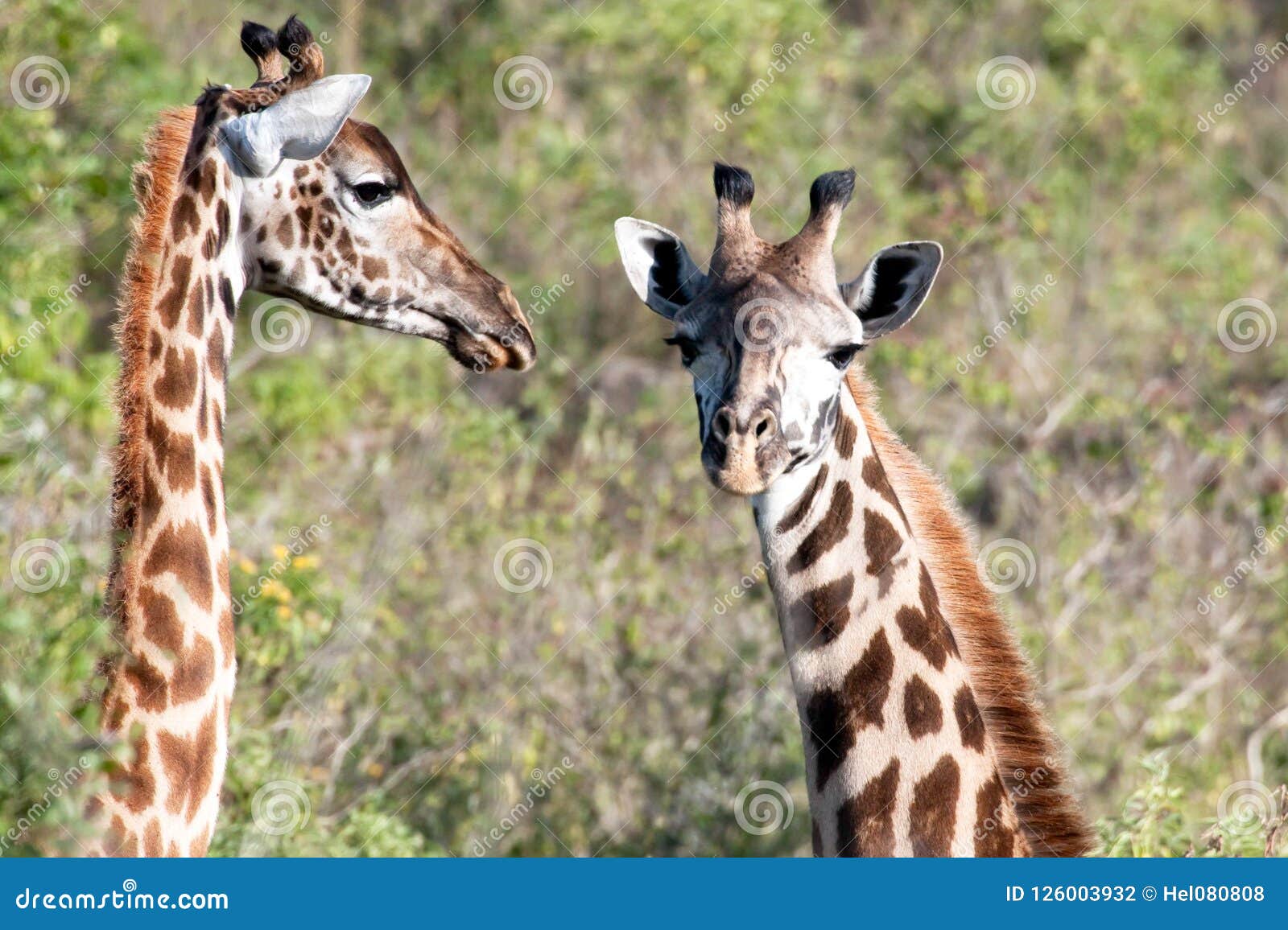 Two Young Giraffes, Cute Giraffe Calfes in Tanzania, Africa Stock Photo -  Image of facing, long: 126003932