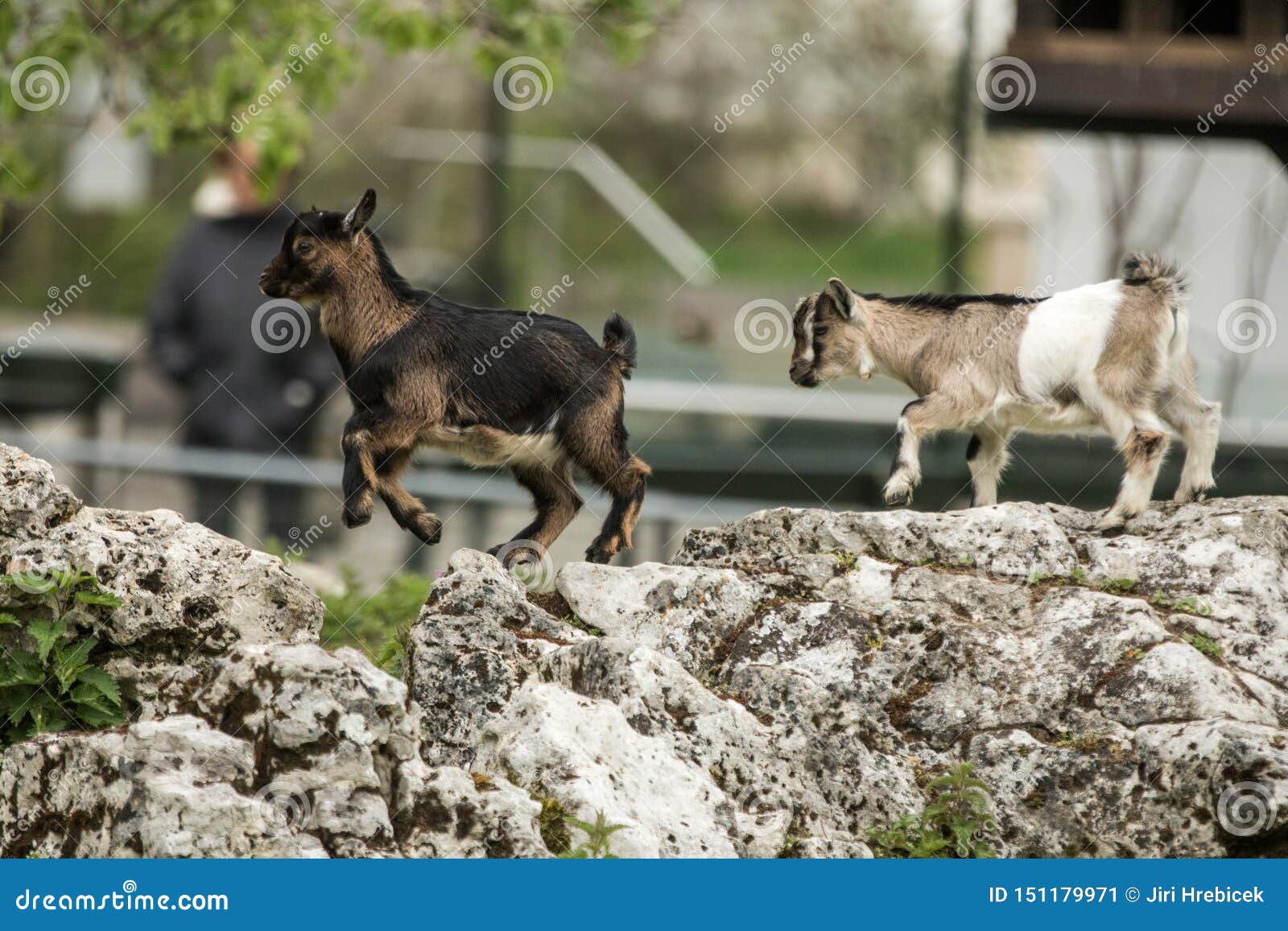 Two Young Goat Kit Playing and Jumping on Rock on Farm. Funny Baby Animals in Spring Time, Countryside, Cute and Cheerful Mammal, Stock Image - Image of black, beautiful: 151179971 Two Young Goat Kit Playing and Jumping on Rock on Farm. Funny Baby Animals in Spring Time, Countryside, Cute and Cheerful Mammal, Stock Image - Image of black, beautiful: 151179971
