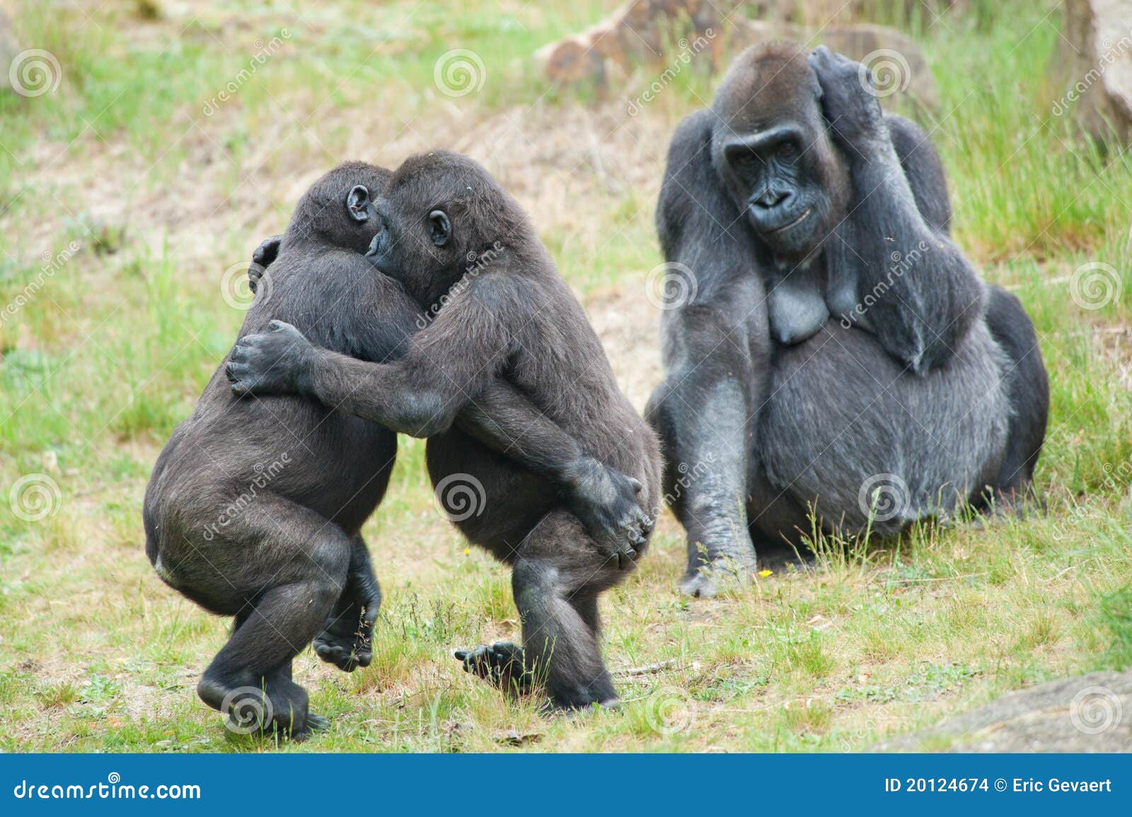 Two Young Gorillas Dancing Stock Images Image 20124674