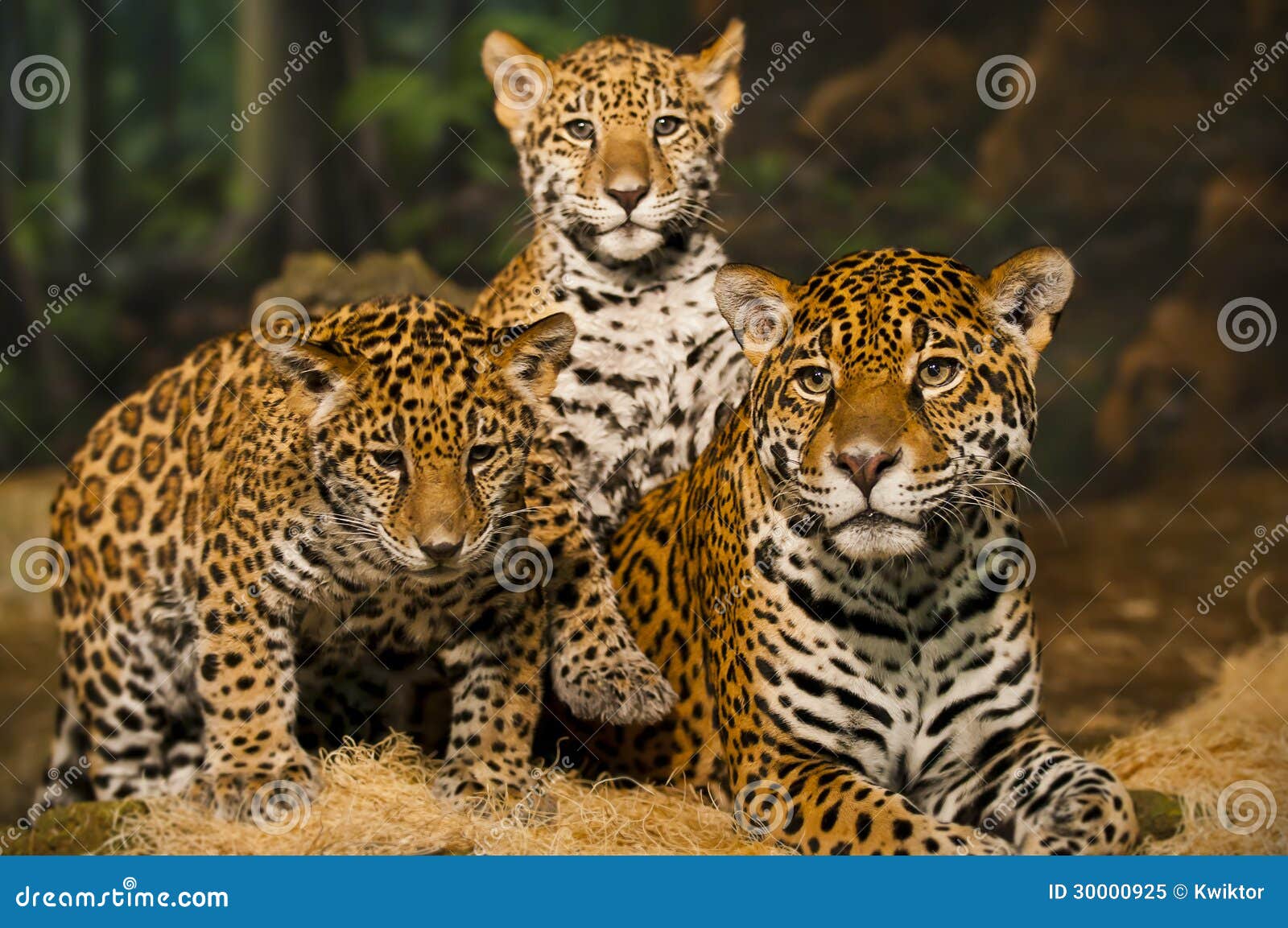 Jaguar Family stock image. Image of portrait, young, jaguar 30000925